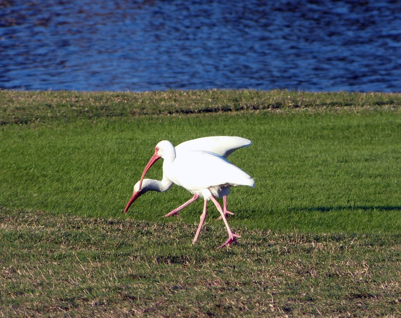 Ibis stalkers